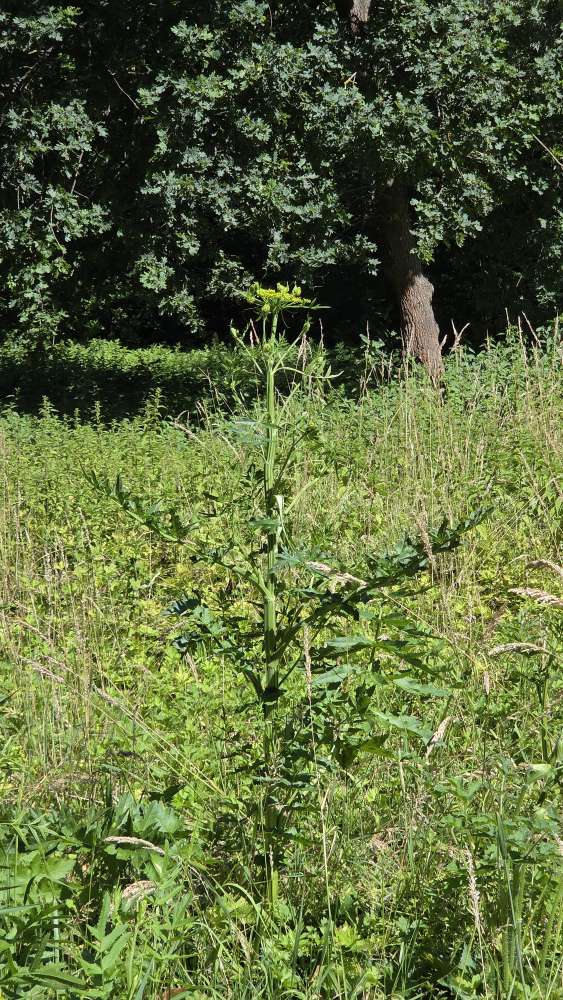 Giftköder-Riesen-Bärenklau-Profilbild