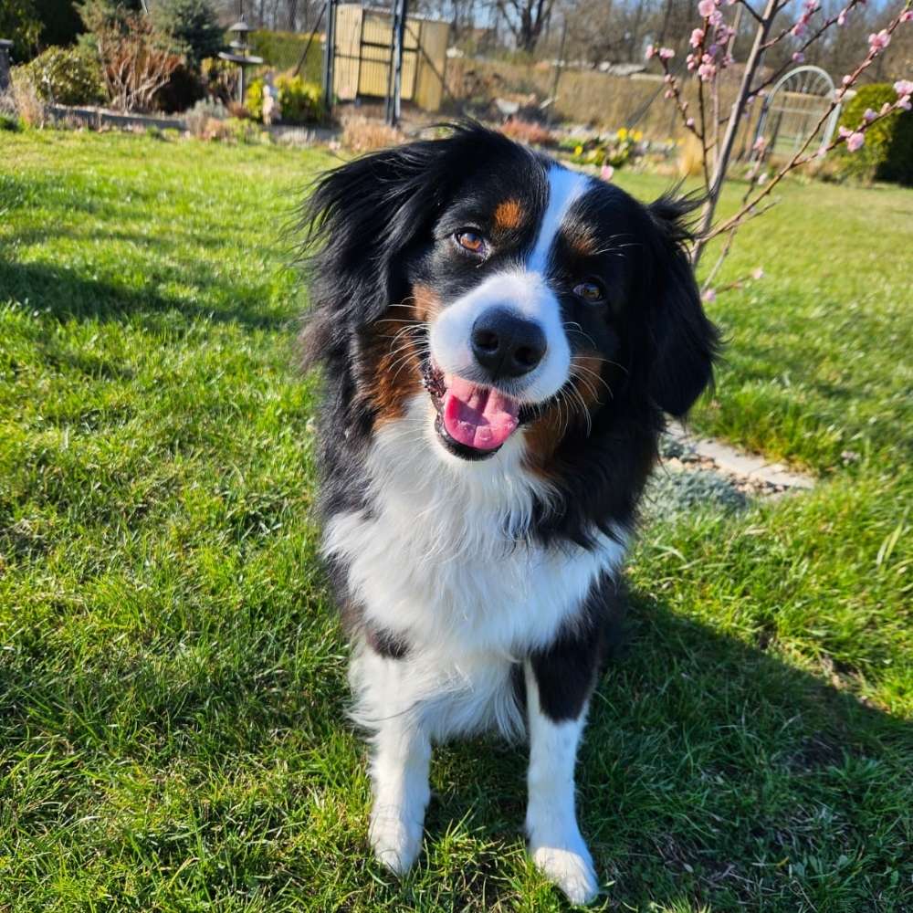 Hundetreffen-Aussie Treffen-Profilbild