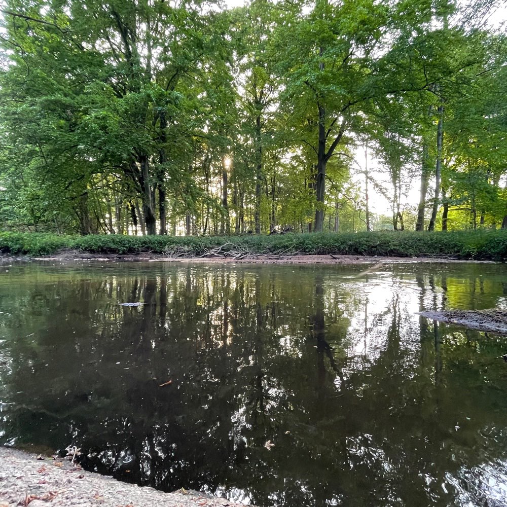 Hundetreffen-Spaziergang/ Spiele Runde-Profilbild