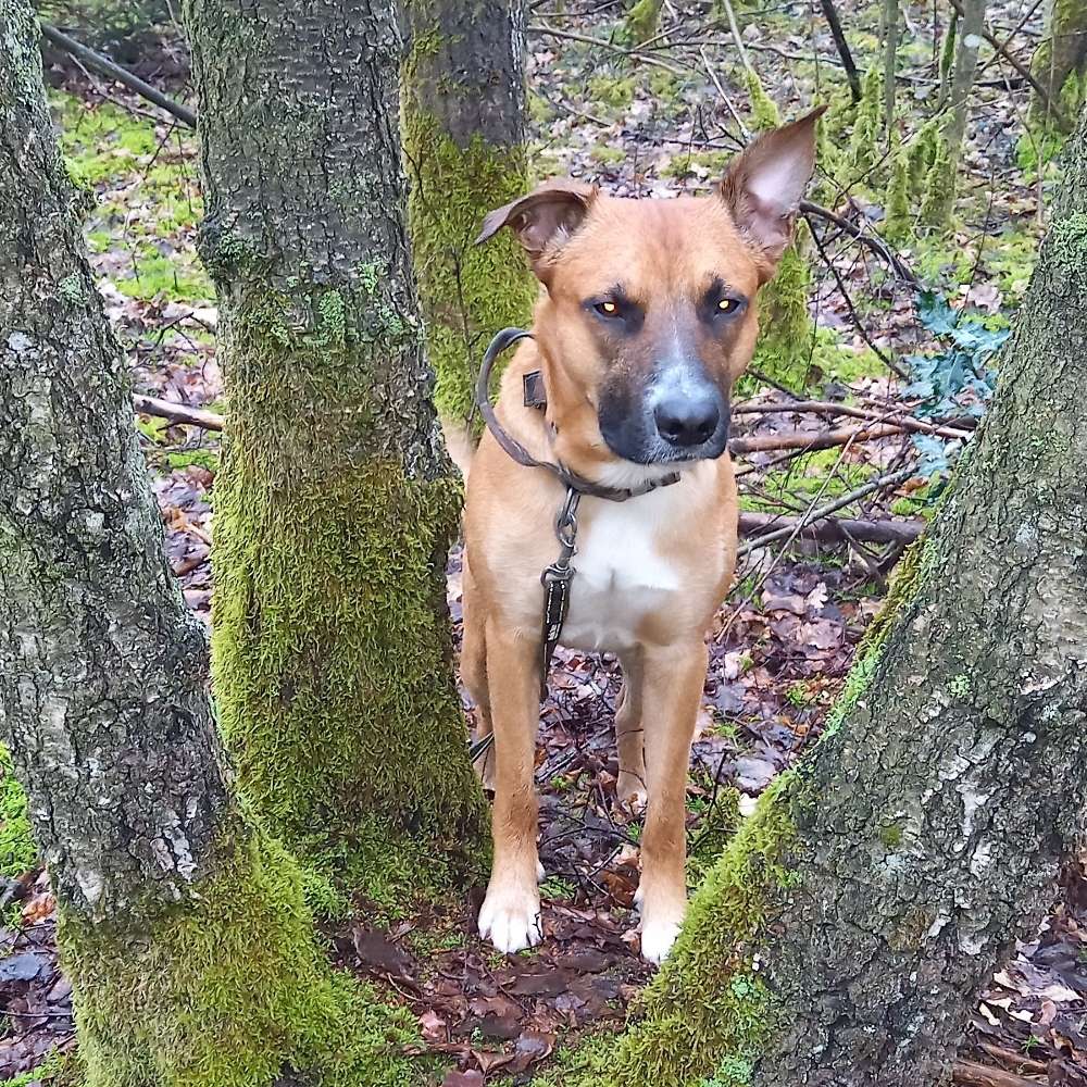 Hundetreffen-Spielfreunde gesucht-Profilbild