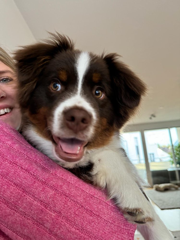 Hundetreffen-Spieletreff-Profilbild