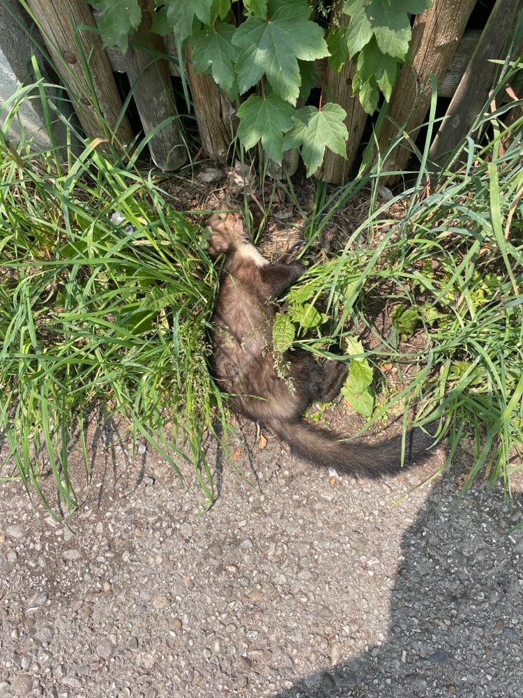 Giftköder-Toter Steinmarder-Profilbild