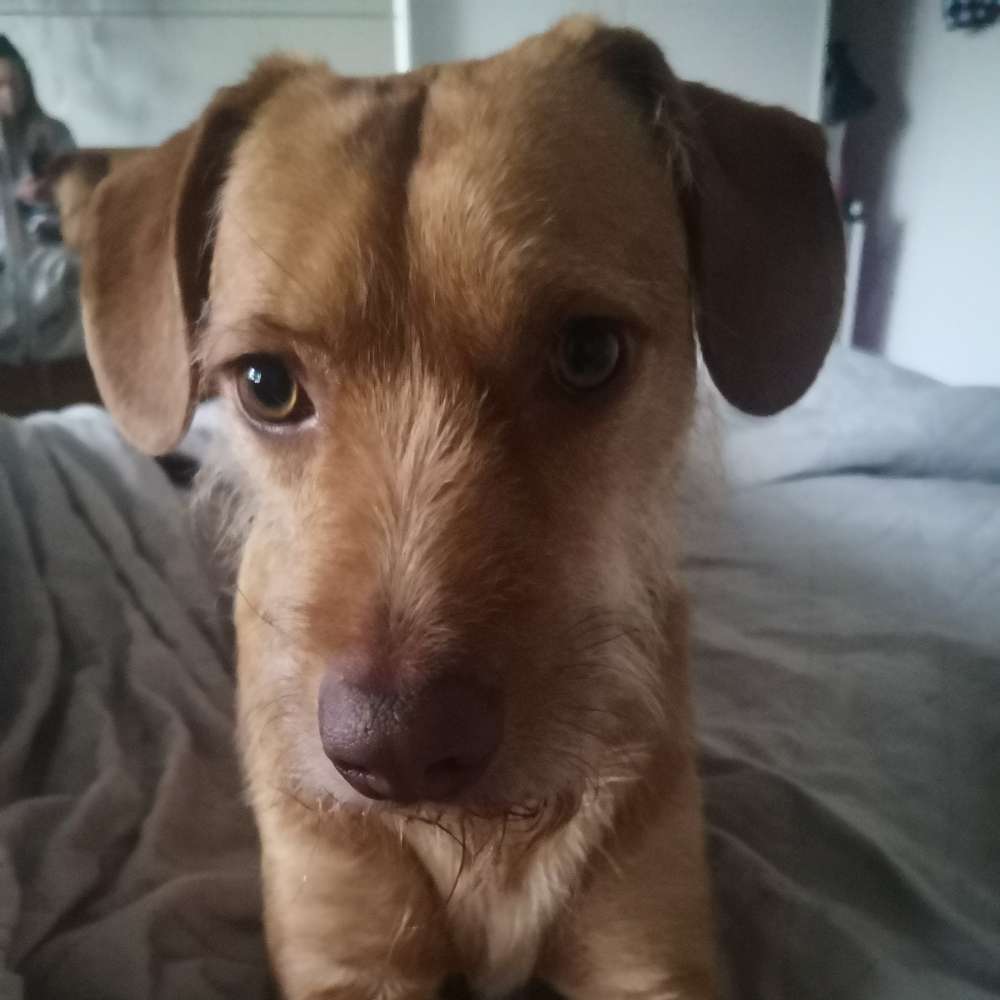 Hundetreffen-Trainingstreffen-Profilbild