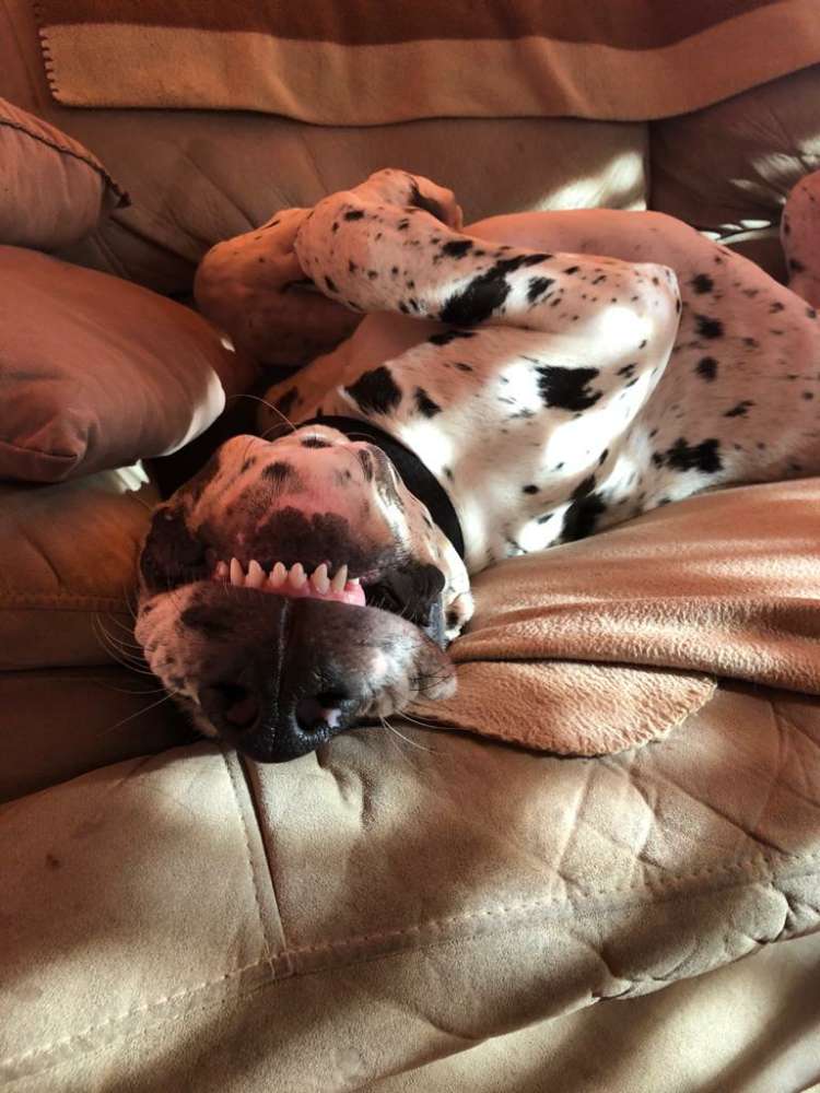 Hundetreffen-Gassi Runde mit großen Hunden-Profilbild