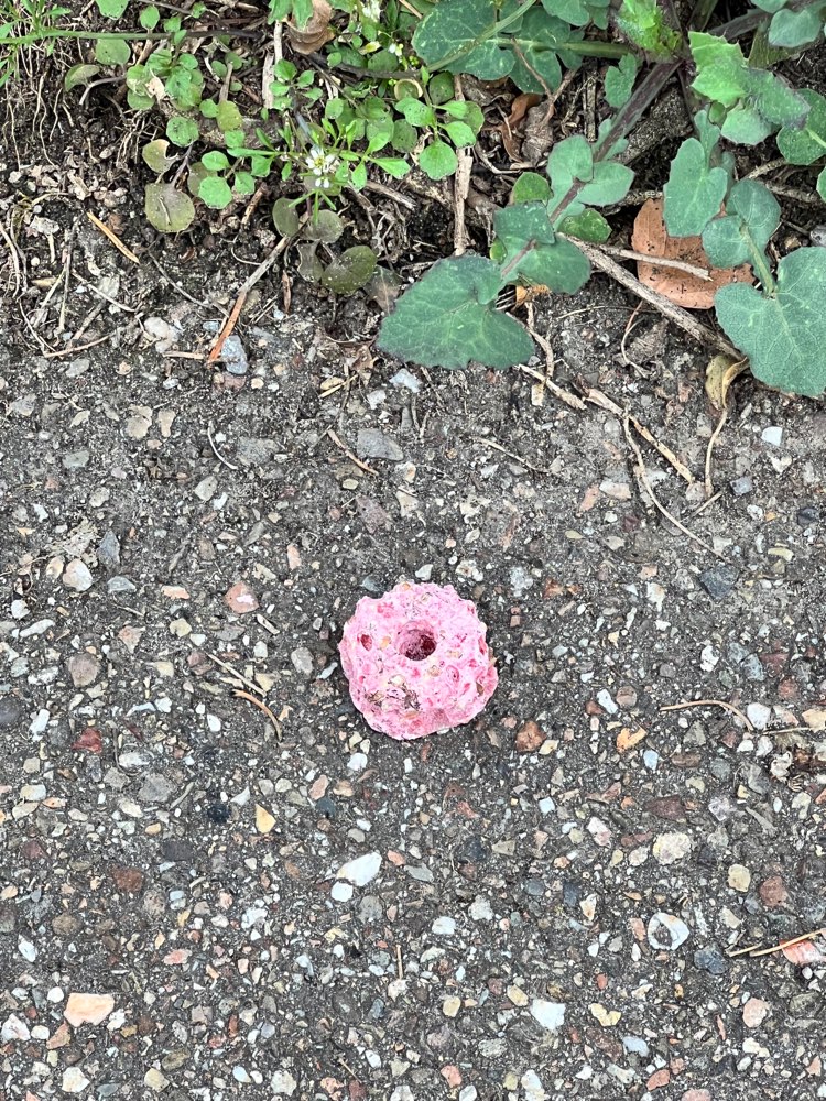 Giftköder-Möglicher Giftköder?-Profilbild