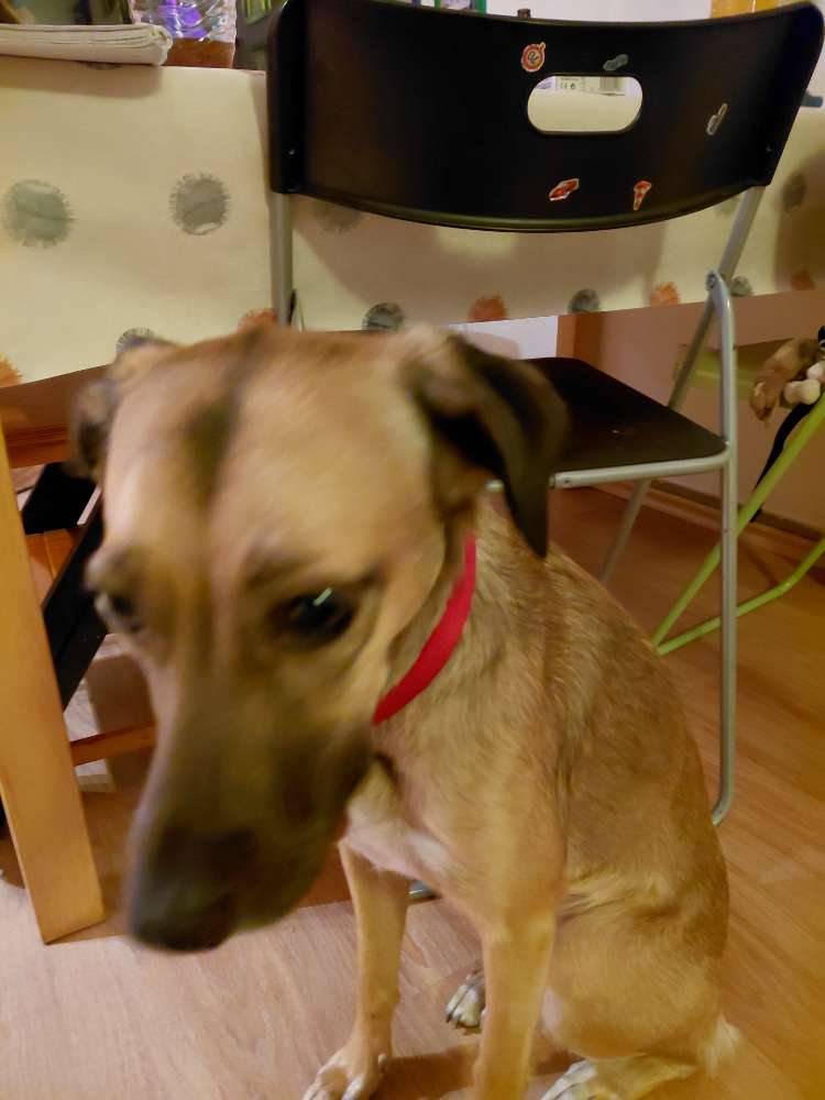 Hundetreffen-Gemeinsame Gassirunden-Profilbild