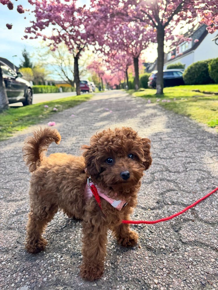 Hundetreffen-Welpen Spieltreffen & Gassirunden-Profilbild