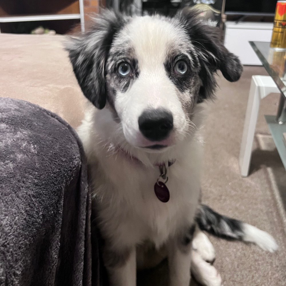 Hundetreffen-Junghund sucht Freunde-Profilbild