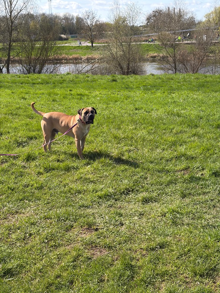 Hundetreffen-Social Walk mit mittleren bis großen Hunden-Profilbild