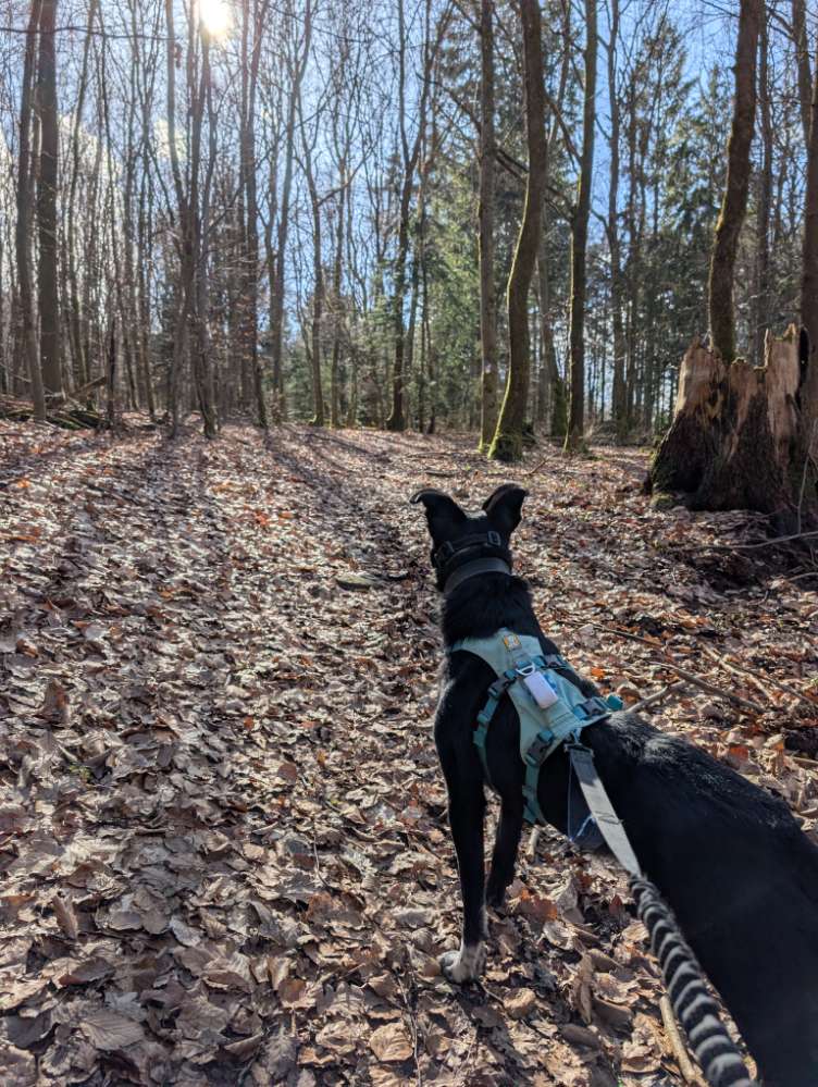 Hundetreffen-Gemeinsame Spaziergänge mit unsicherer Hündin-Profilbild