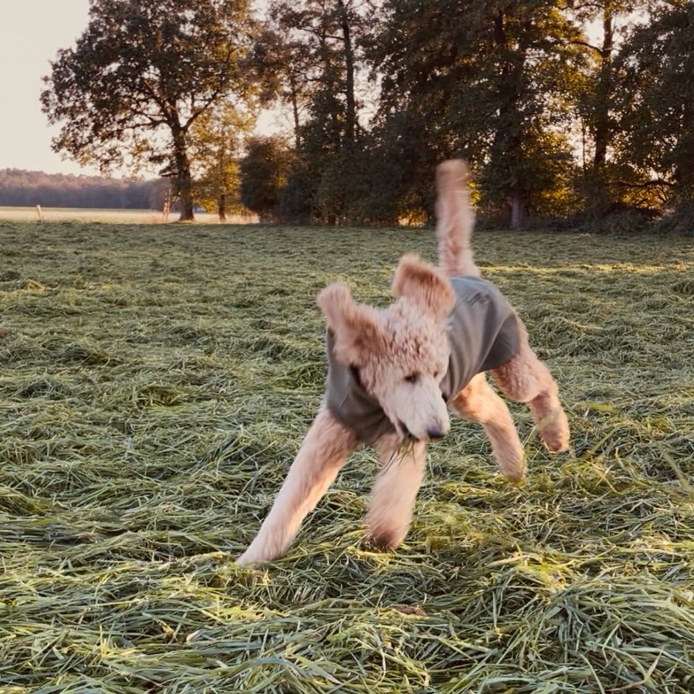 Hundetreffen-Junghunde-Treffen-Profilbild