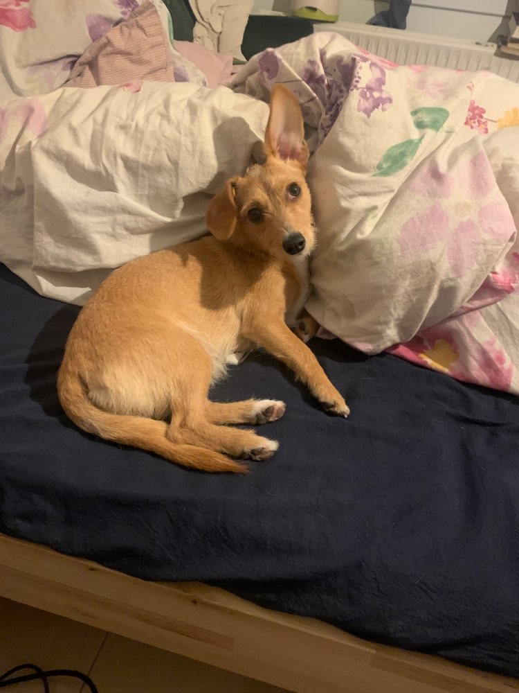 Hundetreffen-Gassi/Spielfreunde gesucht-Profilbild