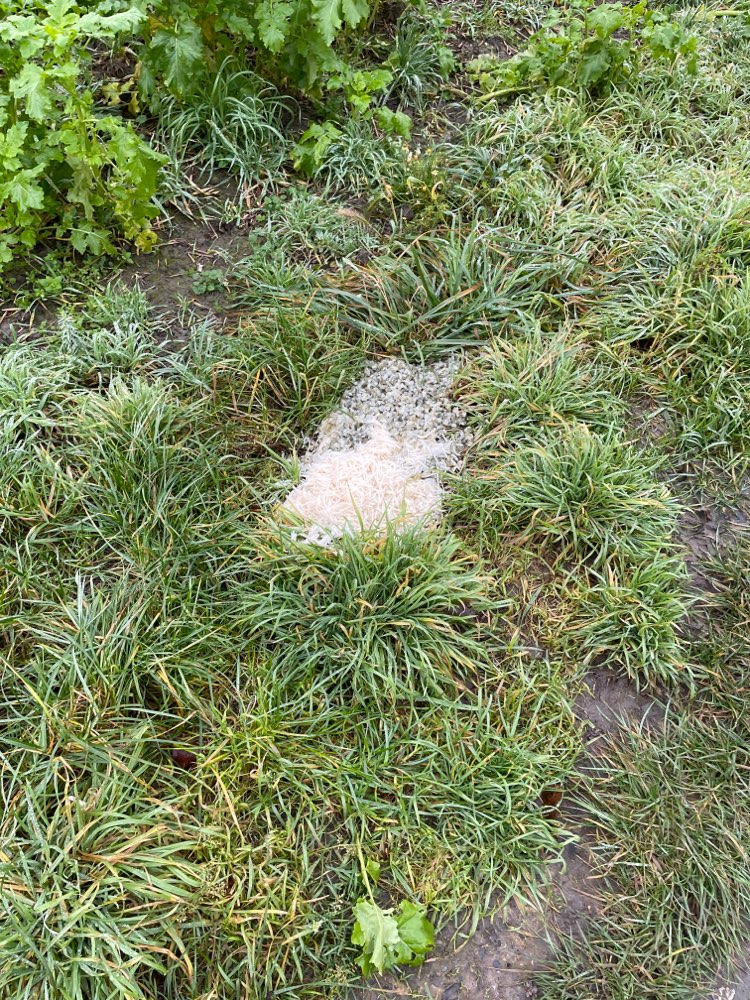 Giftköder-Große Menge Essensreste-Profilbild