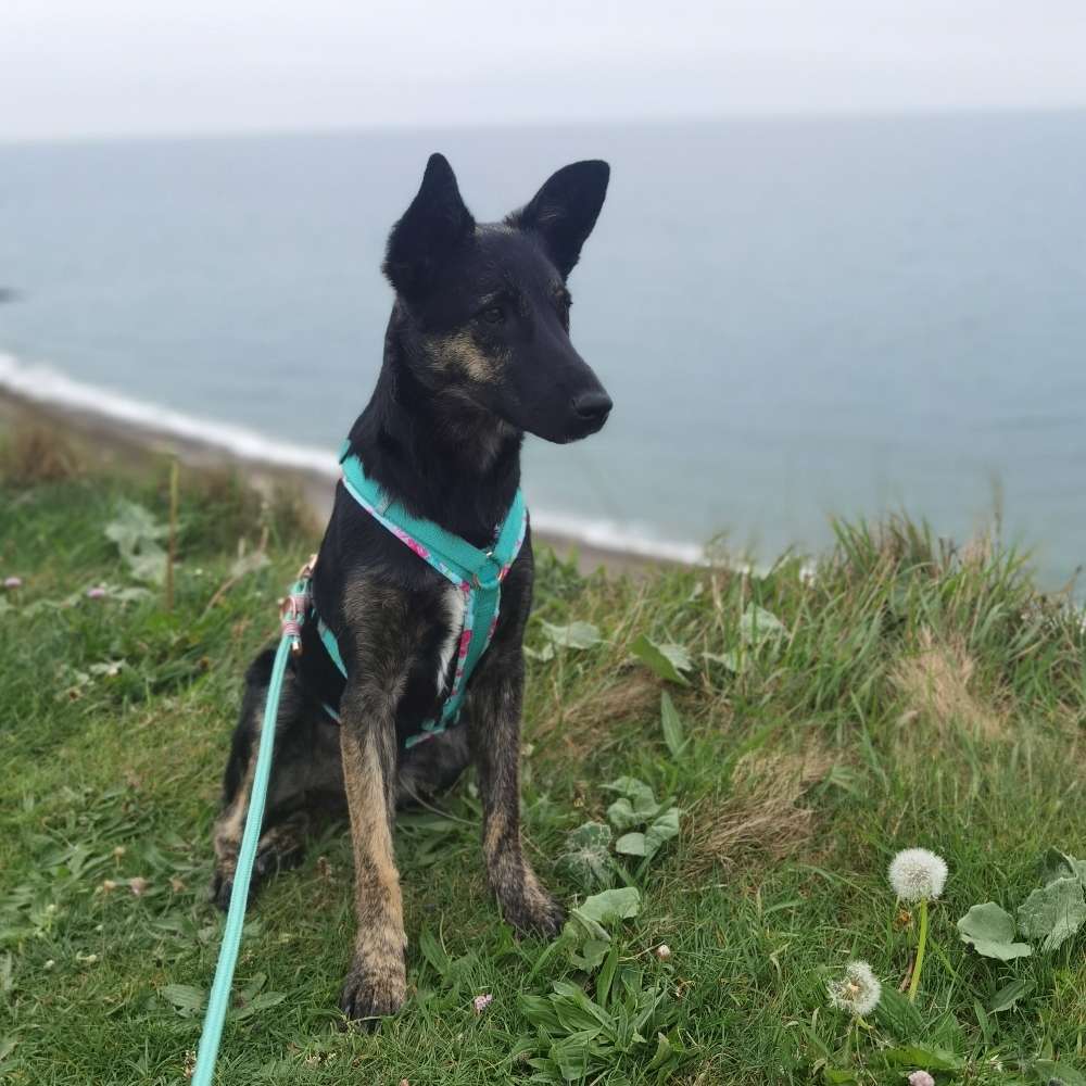 Hundetreffen-Hunde in Lurup und Umgebung-Profilbild