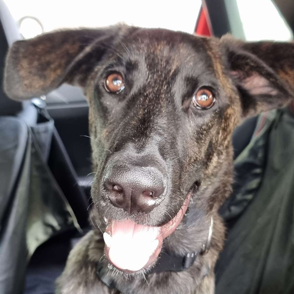 Hundetreffen-Netter, ausgeglichener Hund zum Spielen gesucht-Profilbild