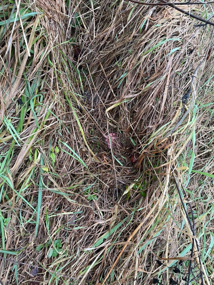 Giftköder-Rohes Fleisch-Profilbild