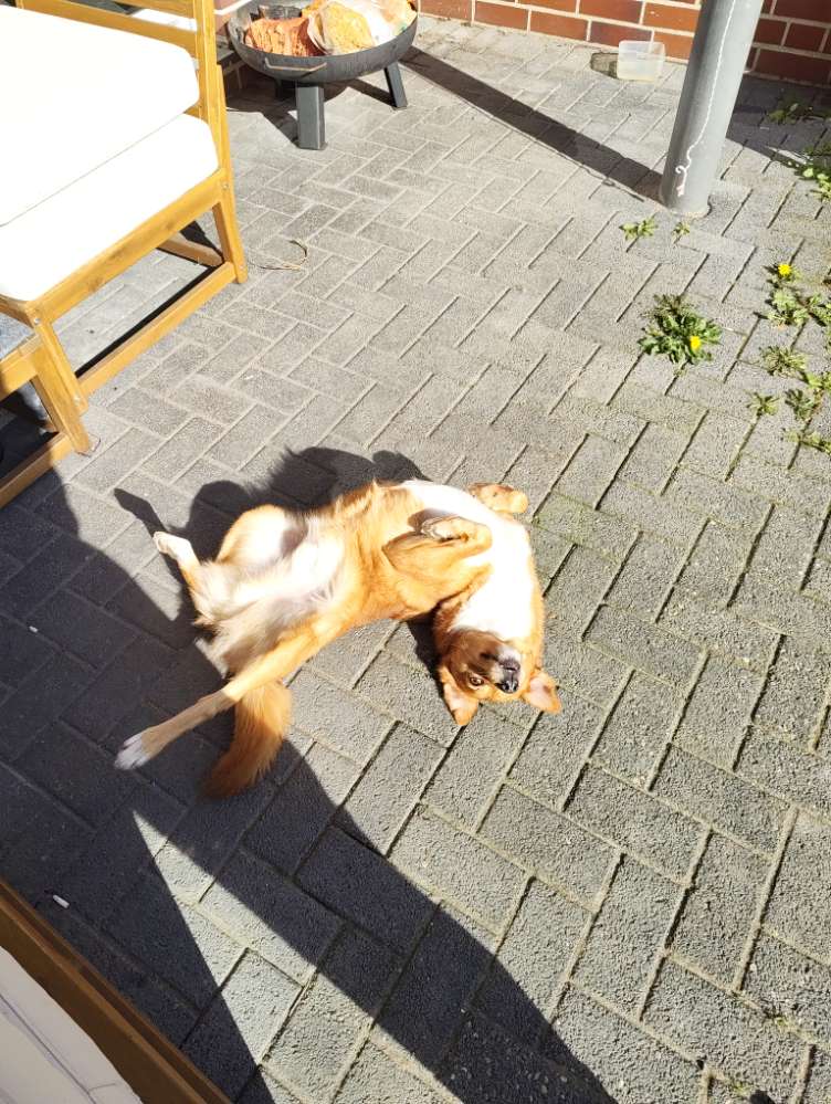 Hundetreffen-Social Walk-Profilbild
