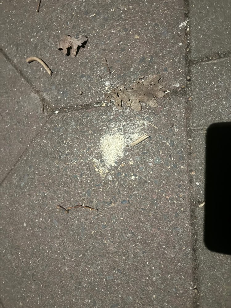 Giftköder-Eventuell Giftköder-Profilbild