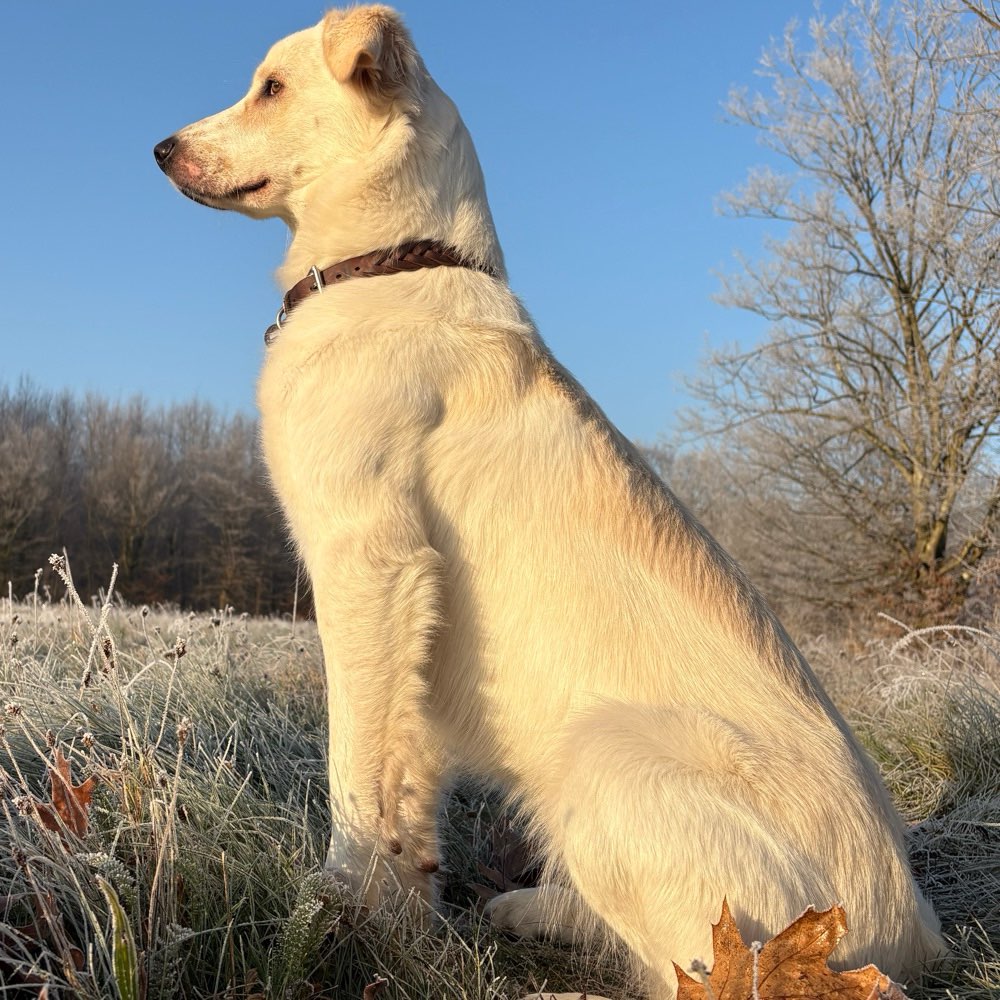 Hundetreffen-Mummelsee rundtour-Profilbild
