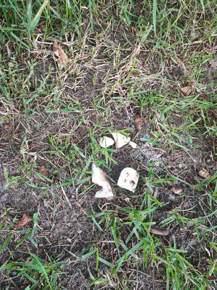 Giftköder-eventuell Giftköder-Profilbild