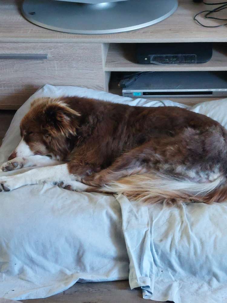 Hundetreffen-Gassi gehen Nürnberg alter Kanal-Profilbild