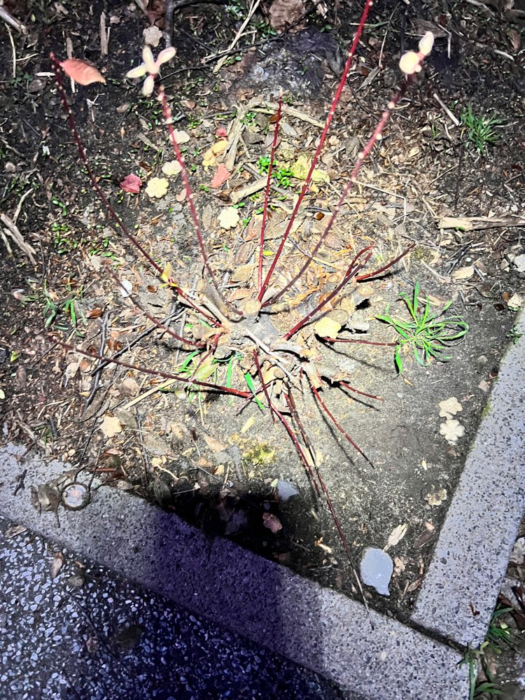 Giftköder-Verdächtiges Trockenfutter-Profilbild