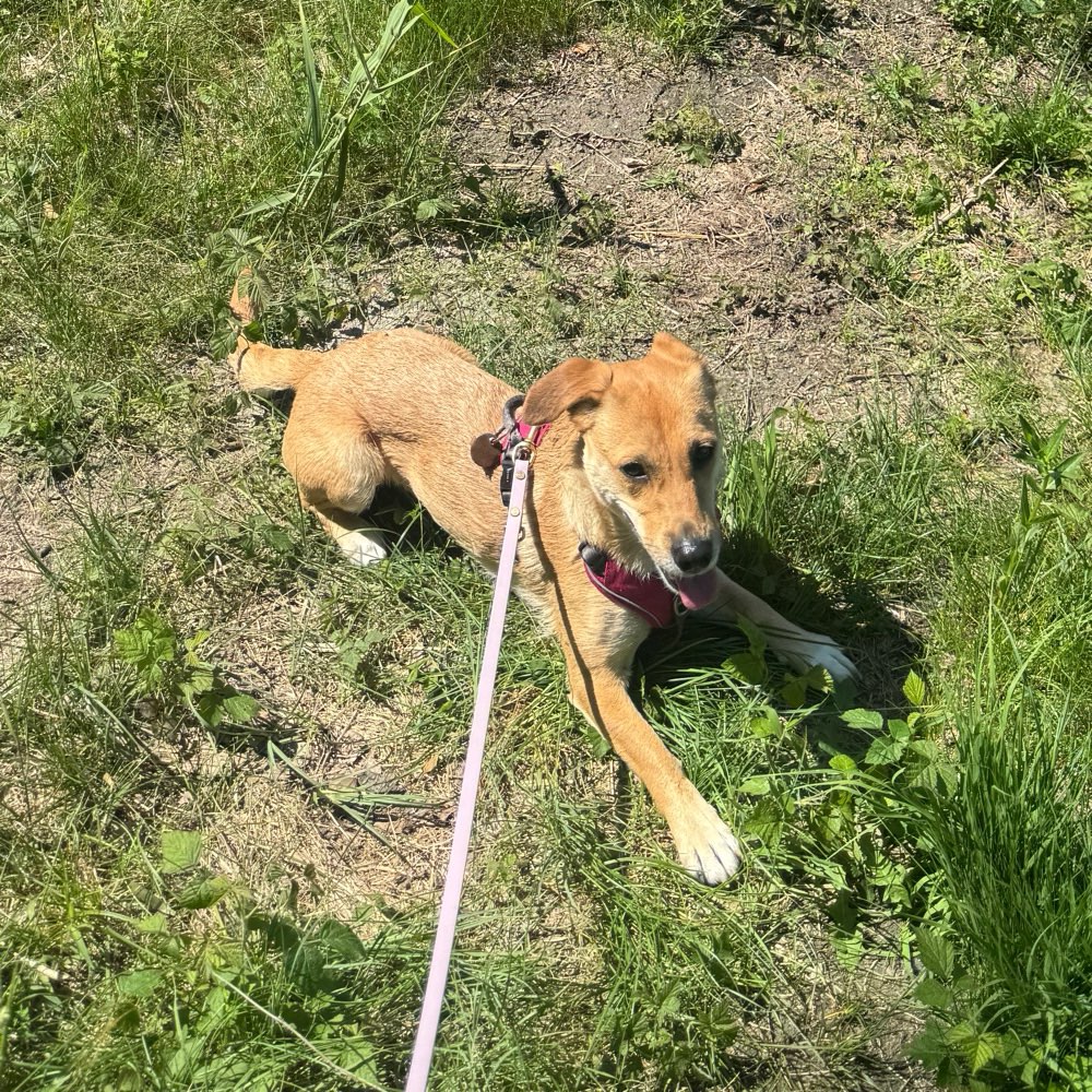Hundetreffen-Gassirunden mit/ohne Freilauf-Profilbild