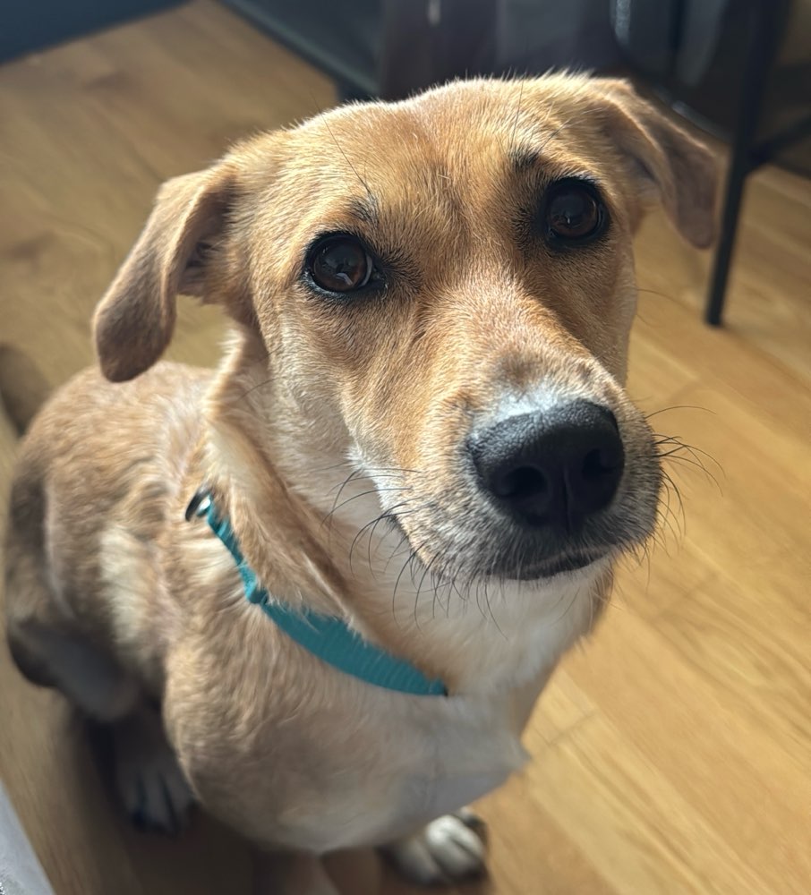 Hundetreffen-80995 Dogsitter stundenweise abends-Profilbild