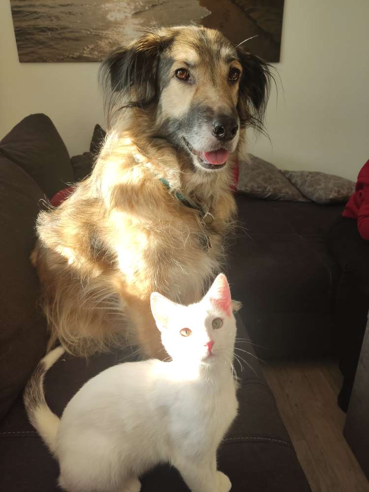 Hundetreffen-Rundelwalk mit Spiel und Spaß-Profilbild