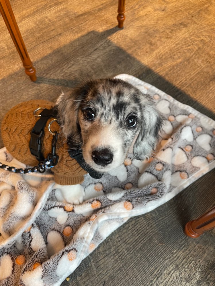 Hundetreffen-Spielkameraden und Besties für Gassirunden gesucht-Profilbild