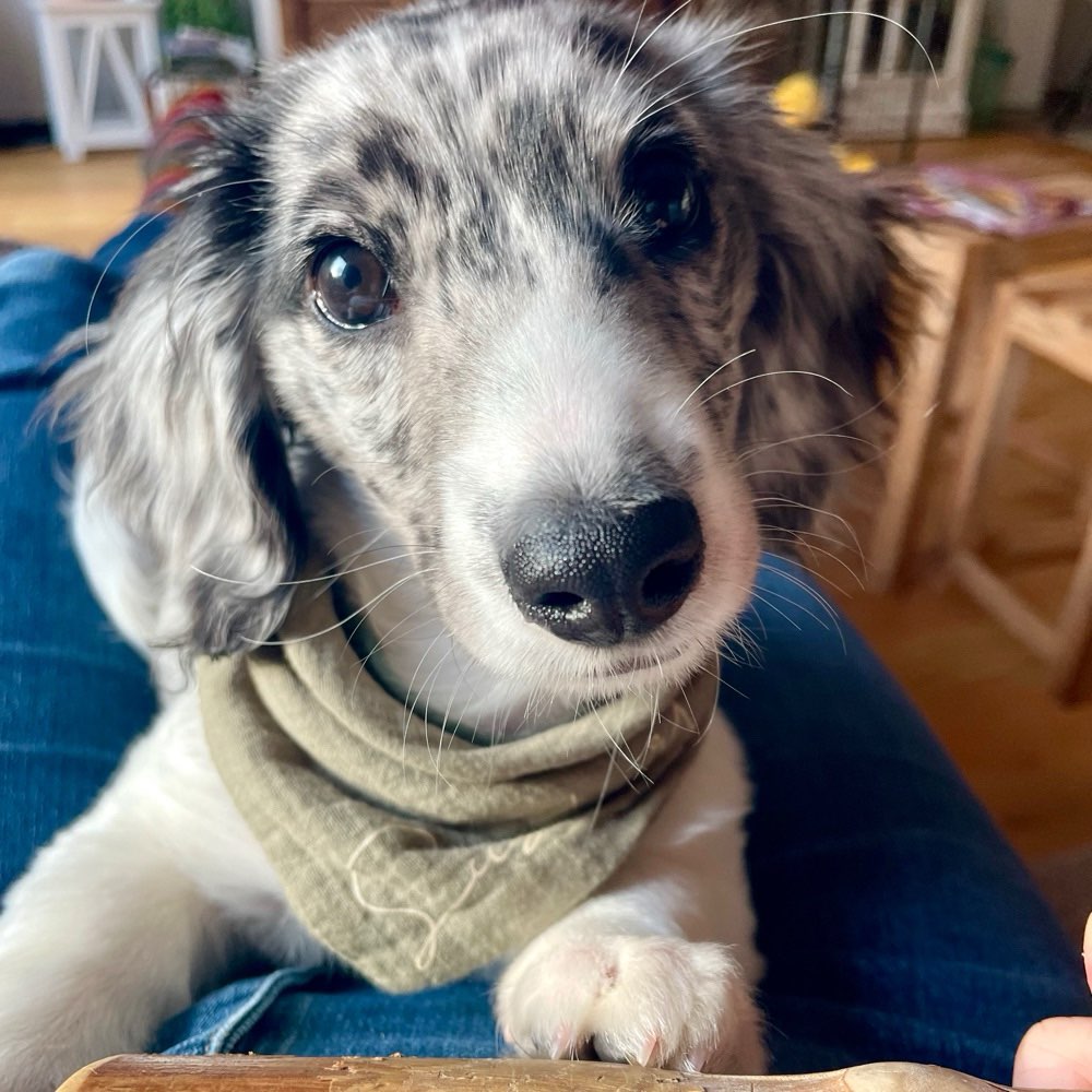 Hundetreffen-Spielkameraden und Besties für Gassirunden gesucht-Profilbild