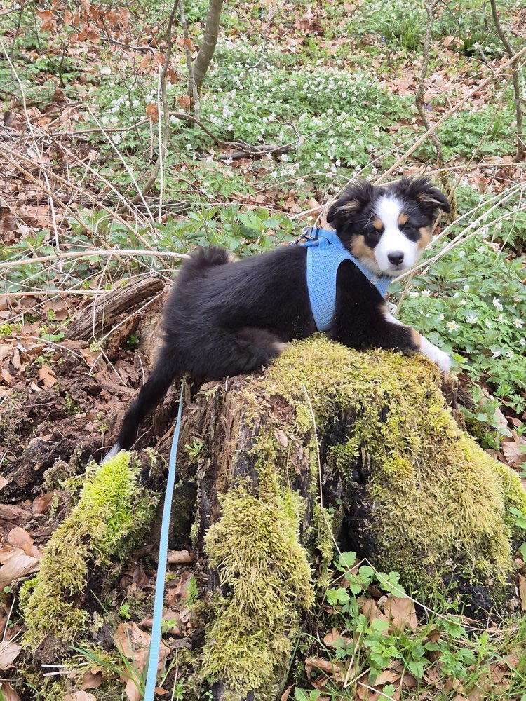 Hundetreffen-Spieltreff Welpen-Profilbild