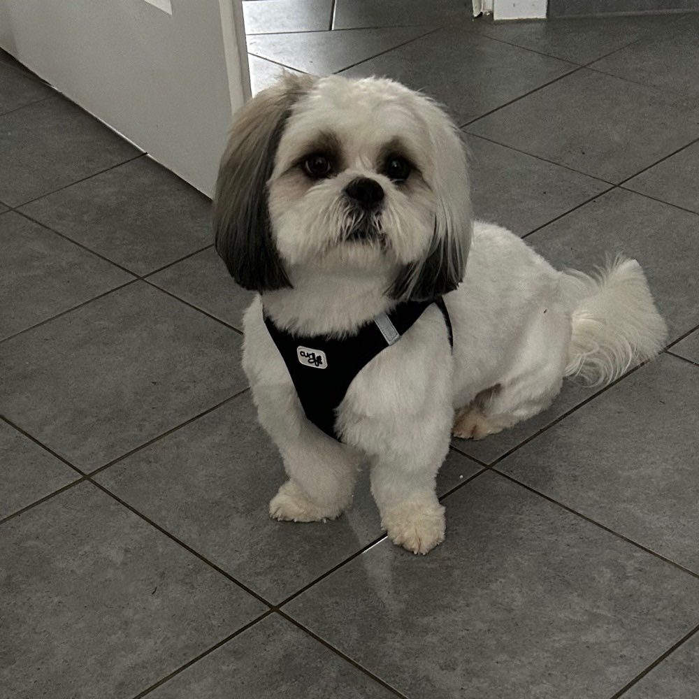 Hundetreffen-Liebevolle zuverlässige Betreuung für einen kl Dreijährigen Havaneserüden in Gaustadt gesucht-Profilbild