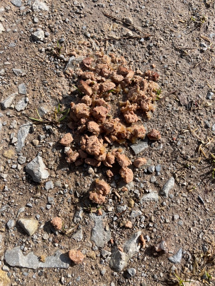 Giftköder-Futterreste-Profilbild