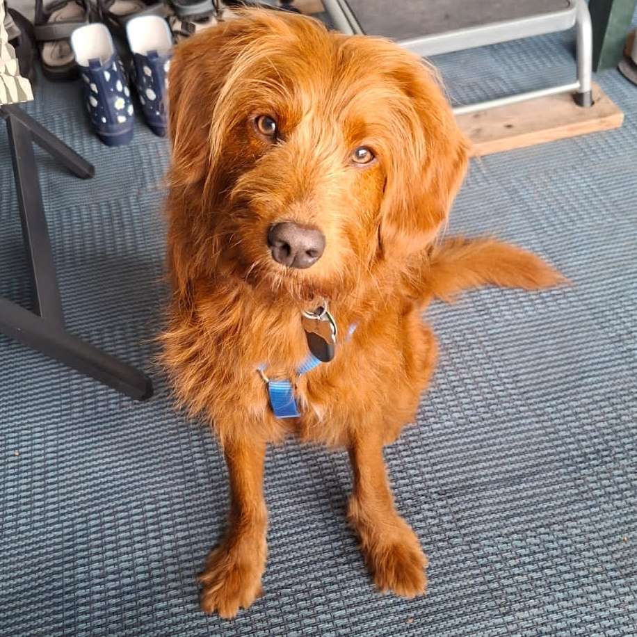 Hundetreffen-Hundetreff Schwachhausen/Mitte/Horn-Profilbild