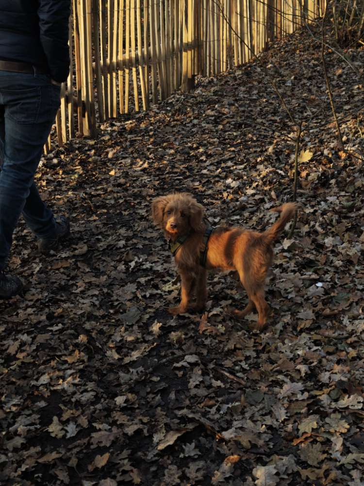 Hundetreffen-Hundetreff Schwachhausen/Mitte/Horn-Profilbild