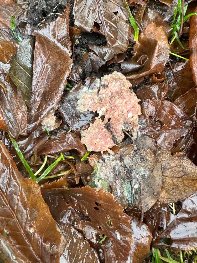 Giftköder-Hackfleisch unter Laub-Profilbild