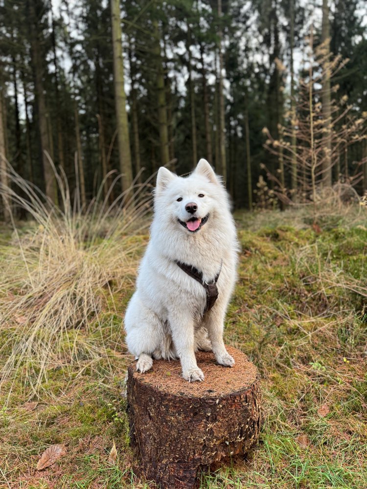 Hundetreffen-Gemeinsamer Spaziergang/Training/Spielen-Profilbild