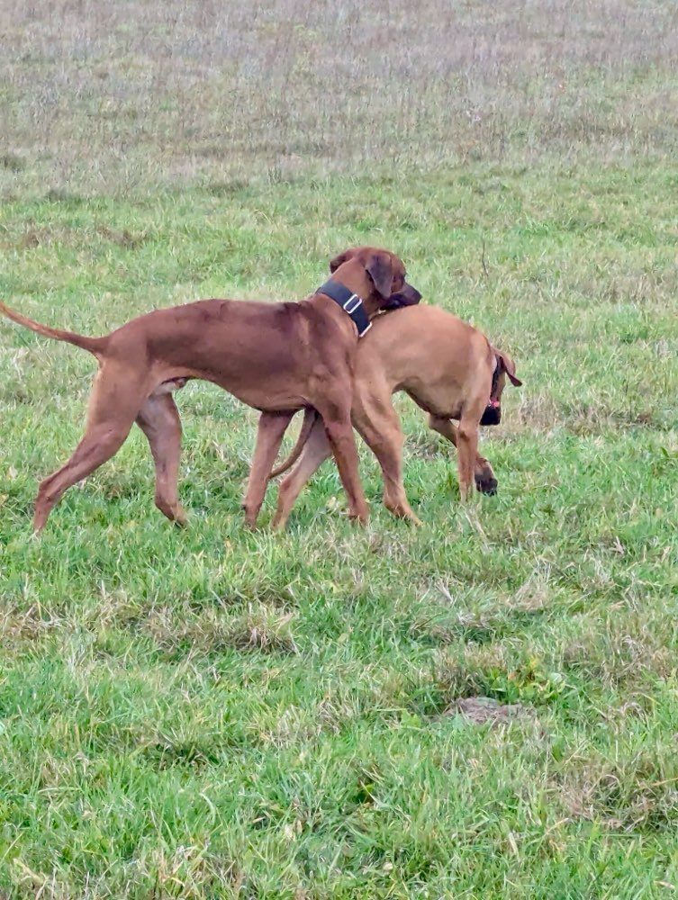 Hundetreffen-Rhodesian Ridgebacks Stralsund und Umgebung-Profilbild