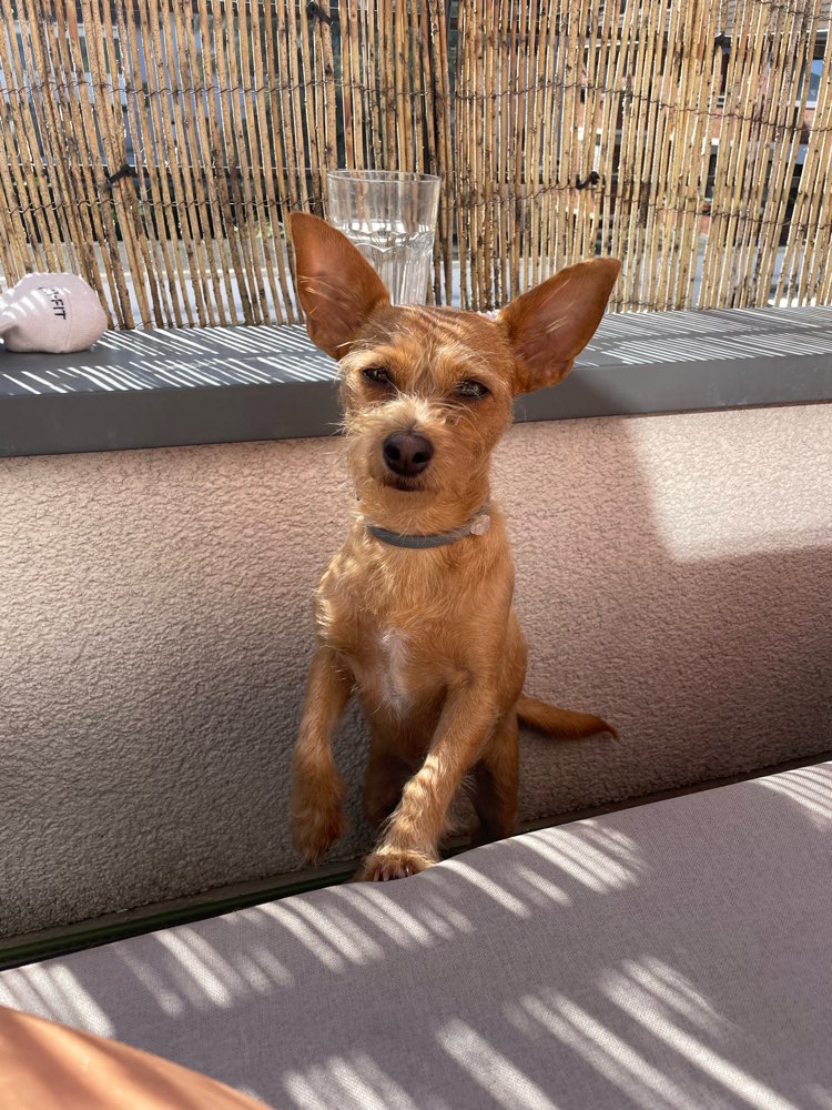 Hundetreffen-Social Walk an der Leine-Profilbild