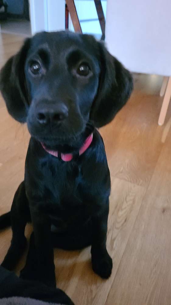 Hundetreffen-Welpen / Junghund Treff für Spiel- und Training-Profilbild