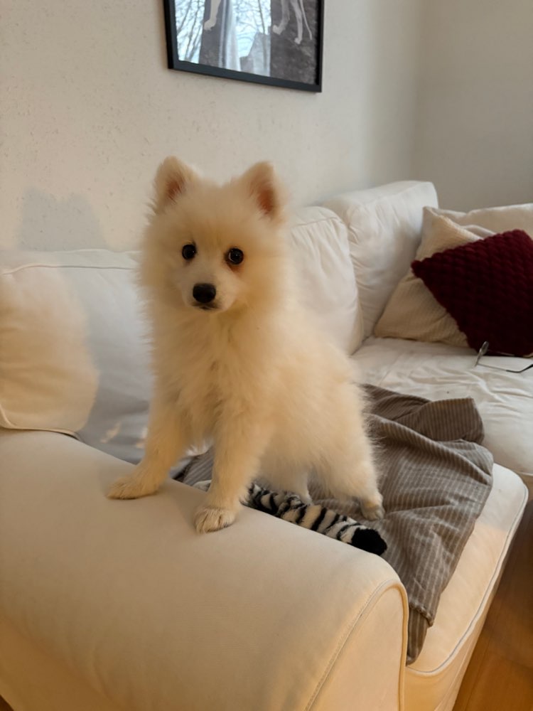 Hundetreffen-Welpentreff-Profilbild