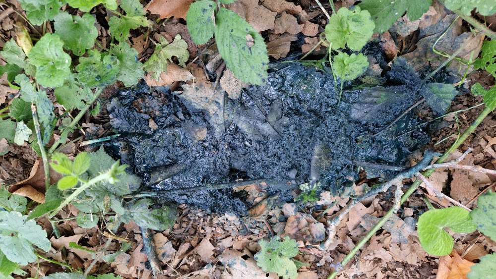 Giftköder-evtl. Giftköder-Profilbild