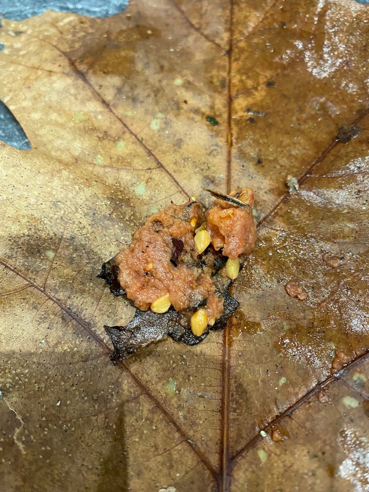 Giftköder-Möglicher Giftköder an der Esel-Ranch-Profilbild