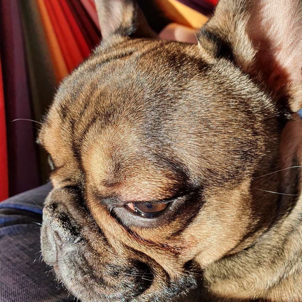 Hundetreffen-Treffen-Profilbild