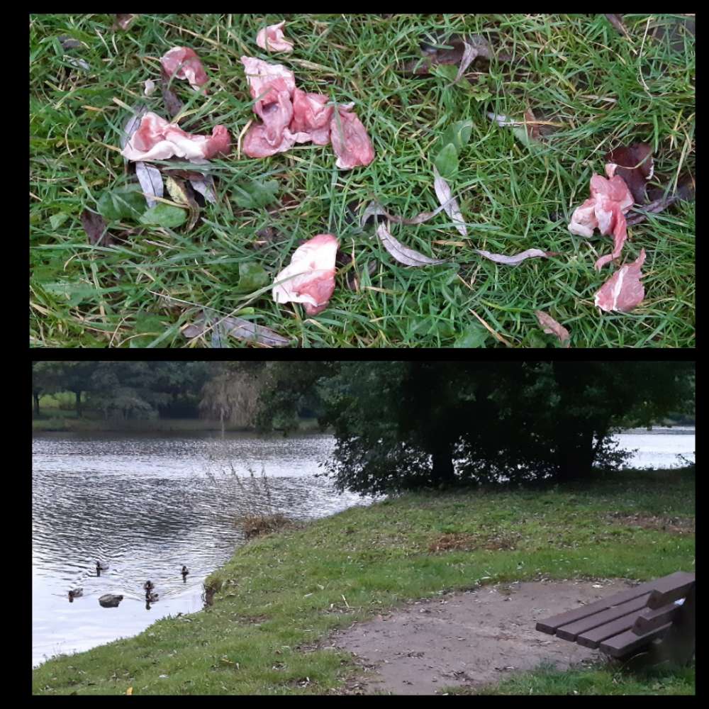 Giftköder-Fleischstücke am Mühlenteich in Glinde-Profilbild