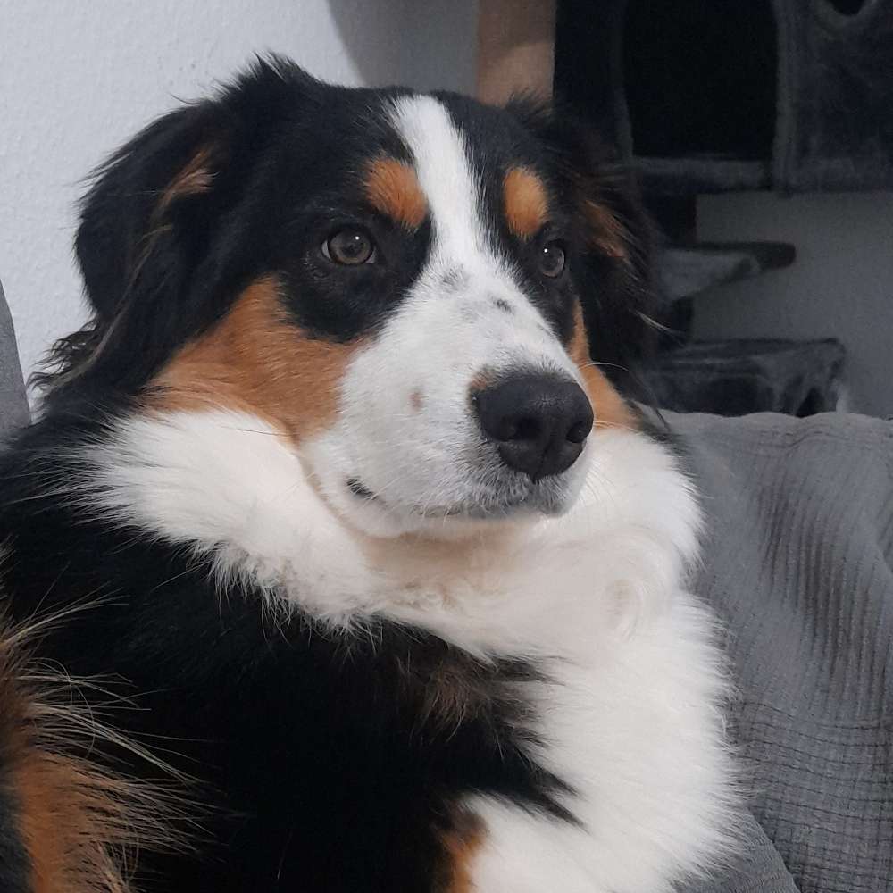 Hundetreffen-Spielpartner gesucht-Profilbild