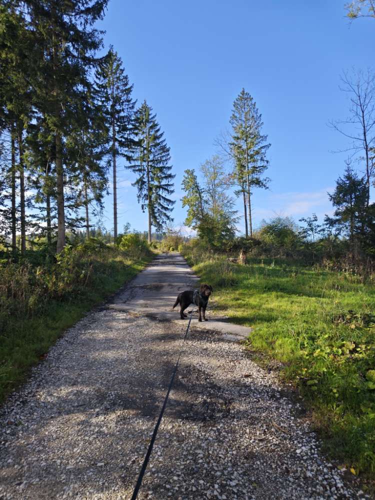 Hundetreffen-Suche regelmäßige Sozialkontakte-Profilbild