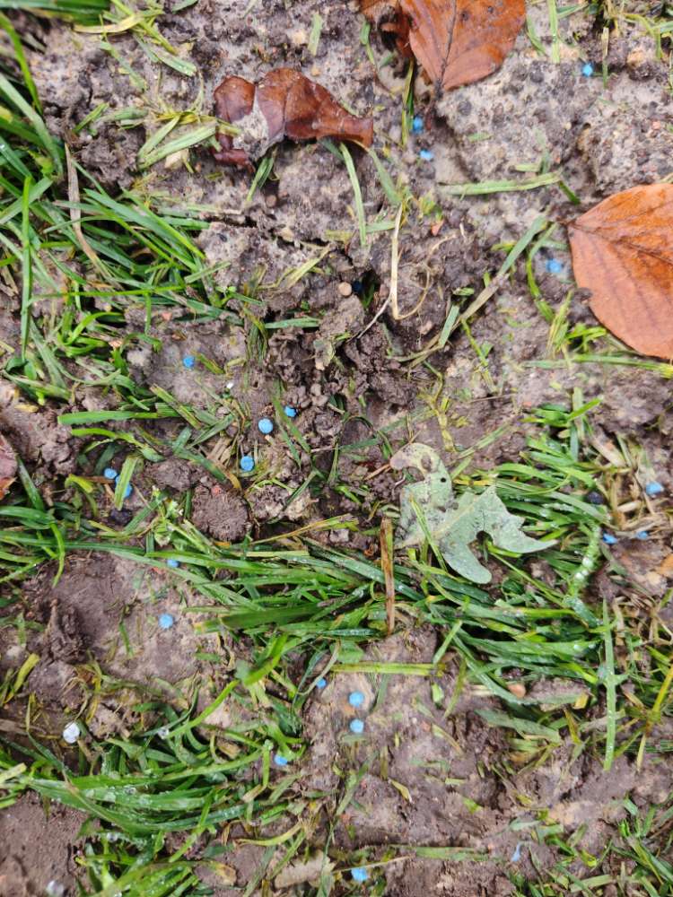 Giftköder-Blaukorn? Dünger?-Profilbild