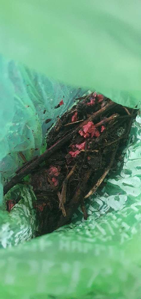 Giftköder-Giftköder-Profilbild